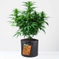 Preview: Grow Bucket Living Soil organic